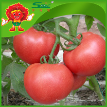 Frische Tomaten aus China